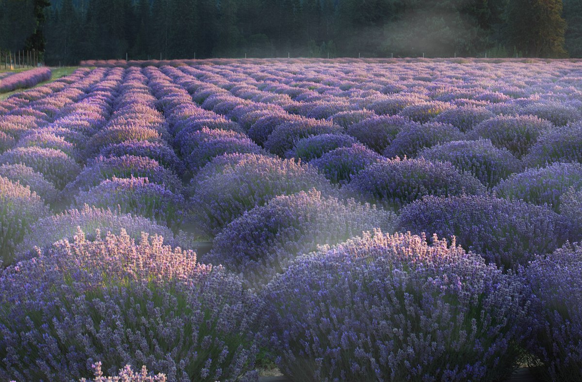 лавандула