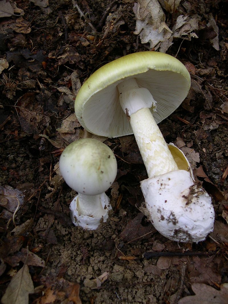 Amanita Phalloides