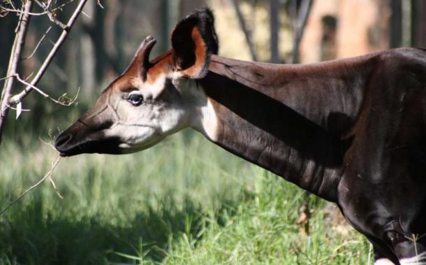 Okapi 1