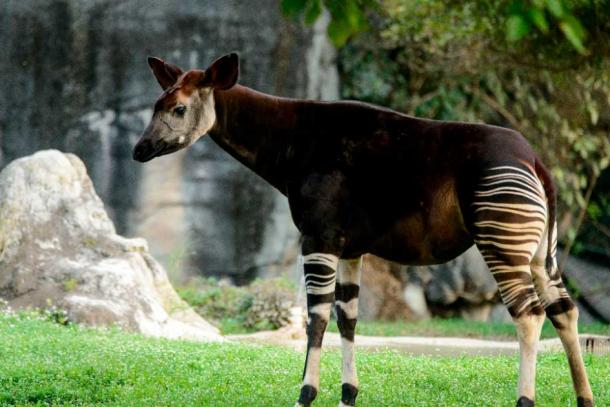 Okapi 2